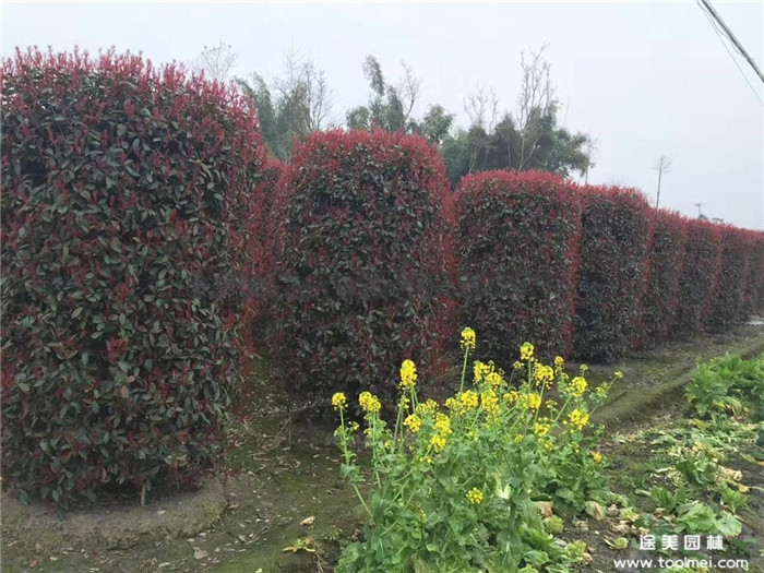 紅葉石楠柱