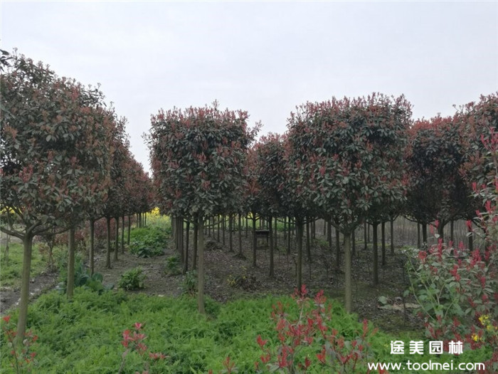 高桿紅葉石楠