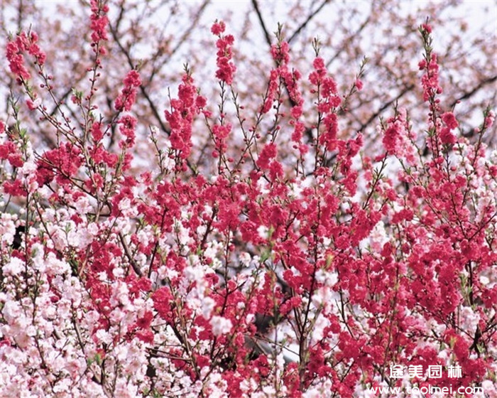 桃花樹(shù)